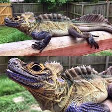 L Hydrosaurus Pustulatus Quel Magnifique Lezard Cute Reptiles Reptiles Pet Weird Animals