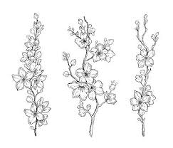Cherry Flower Blossom Botanical Art Spring Almond Sakura Apple Black Ink Art Blossom Tattoo Cherry Blossom Art