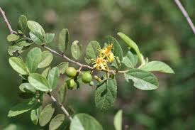 Image result for Grewia retinervis