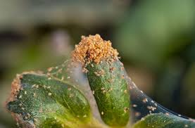 Image result for spider mites on cucumbers