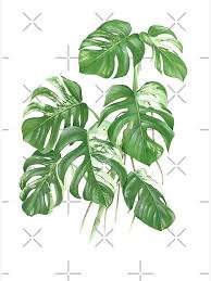 Variegated Monstera Deliciosa Indoor Houseplant Love Poster By Qlqs Art Lukisan Bunga Lukisan Kaktus Tanaman Hijau
