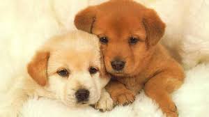 Cute Puppy Wallpapers Top Free Cute Puppy Backgrounds Wallpaperaccess Here you can download free png dog and puppy pictures. cute puppy wallpapers top free cute