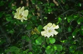 Image result for Gardenia cornuta