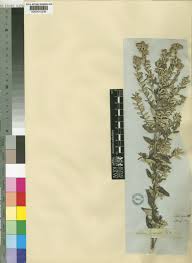 Image result for Athrixia phylicoides
