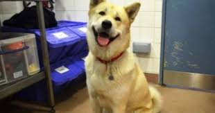 Akira Battersea Large Dogs Lost Found Akita