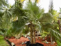Image result for Coccothrinax