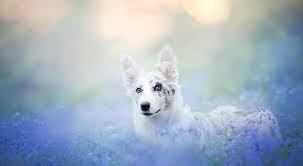 interesnye primety o sobakah 23 narodnyh poverij sobachi portrety sobaki fotografii sobak