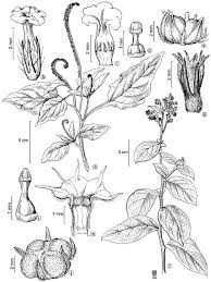 Image result for Heliotropium indicum