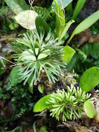 Image result for Elaphoglossum spathulatum