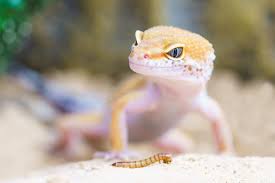 We did not find results for: Leopard Gecko Pale But Not Shedding Everything You Need To Know The Reptile Guide