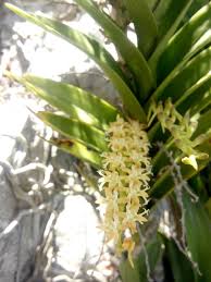 Image result for Tridactyle anthomaniaca