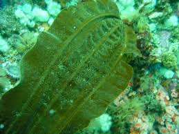 Image result for Isolepis costata