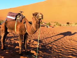 I was scared of camels, but there is no reason to. Vivre Quelques Jours Dans Le Desert Du Maroc Planete3w