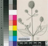 Image result for Cyathula uncinulata