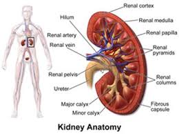 Pin On National Kidney Month