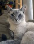 Siamese Cat Breed Information: Behavior, Pictures and Care ...