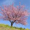 Level green landscaping designer shelley russell has a few beauties to recommend. Https Encrypted Tbn0 Gstatic Com Images Q Tbn And9gctkv3udxt Tf3gbldq0ttzcamuunxpxjulzuppvmpeeunc I75s Usqp Cau