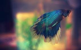 Read more on proper betta fish food and feeding here. How Long Do Betta Fish Live Help Your Betta Live Longer Zenaquaria