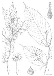 Image result for Dicranolepis