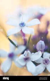 Image result for Pentanisia