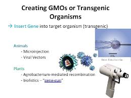 Transgenic organisms are genetically engineered to carry transgenes—genes from a different species—as part of their genome. What Are Some Transgenic Organisms