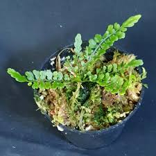 Image result for Asplenium macrophlebium