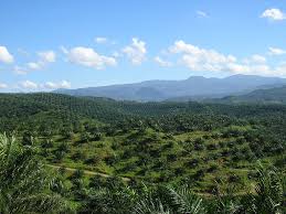 5222) ialah sebuah syarikat pertanian dan komoditi pertanian global malaysia dan merupakan anak syarikat milik penuh lembaga kemajuan. Palm Oil Recovers From El Nino Asean Economist