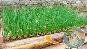 Wish I knew how to plant onions in this banana tree sooner, fragrant onions  and quickly harvested - YouTube