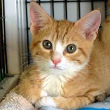 Dog Adoption San Diego Adopt A Dog Cat Adoption San Diego Adopt A Cat Cat Adoption White Kittens Animals
