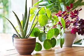 We did not find results for: Caring For Houseplants Lady Co Uk