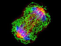 It usually begins as small, noncancerous (benign) clumps of cells called polyps that form on the inside of the colon. What Is Cancer National Cancer Institute