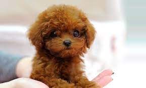 All puppies come with a 30 days, 100% money back guarantee. Super Cute Teacup Poodle Puppies Teacup Puppies Poodle Puppy