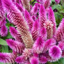 Image result for Celosia argentea