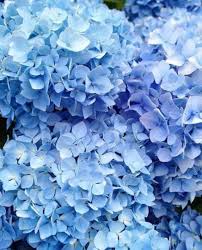 31 Trendy Flowers Blue Background Colour In 2020 Light Blue Flowers Blue Aesthetic Pastel Blue Aesthetic
