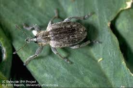 Depending on the crop, agricultural producers survey their land several times per week. Pests Agricultural Encyclopaedia Iranica