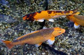 Like most fish, koi are egg layers, and once the female sheds the eggs they they will stick to whatever they come in contact with. Koi Fish Breeding For Beginners Tanks Eggs And More Pethelpful