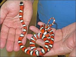 For external parasites, you should applypetroleum jelly to the affected area. Wildlife Around Las Vegas Sonoran Mountain Kingsnake Lampropeltis Pyromelana
