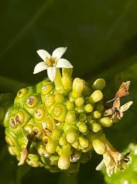 Image result for Morinda