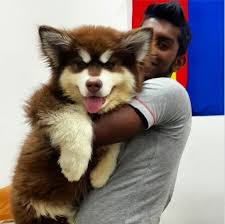 Walaupun tidak sebesar great dane, anjing ini dikategorikan sebagai salah satu anjing berbahaya karena ukurannya. Our Baby Giant Alaskan Malamute Husky Dogs Malamute Giant Alaskan Malamute Puppies