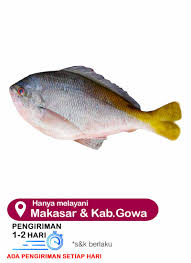 Check spelling or type a new query. Ps Onlinemks Ikan Ekor Kuning Utuh Segar 1 Ekor 500g Klikindomaret