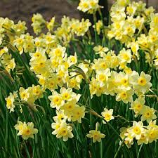Narcissus Minnow In 2020 Daffodils White Flower Farm Yellow Daffodils