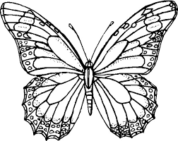 Disegni Da Colorare E Stampare Di Farfalle Disegno