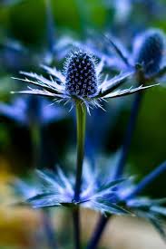 Flowers Graser Pflanzen Beste Blumen Blaue Blumen