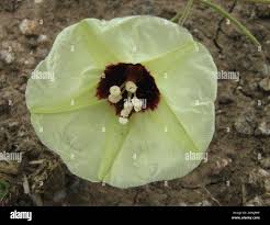 Image result for Merremia palmata