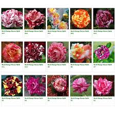 Belanja bunga online mudah dan murah. Bunga Jadi Bibit Mawar Batik Bukan Benih Harga Termurah Shopee Indonesia