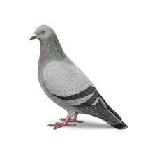 The absolute minimum requirement to play pest control is level 40 combat. Pigeon Identification Habits Behavior Hitmen Termite Pest Control