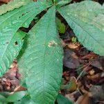 Image result for Petersianthus macrocarpus