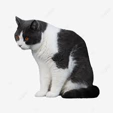 Sentado Gato Britanico De Pelo Corto Adulto Png British Shorthair Negro Blanco Png Imagen Para Descarga Gratuita Pngtree