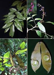 Image result for Millettia