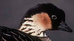 This bird is also the state bird of two other states, connecticut and wisconsin. Kidzone Geography Usa